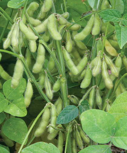 Soybeans